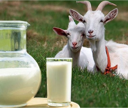 Top 4 loại sữa tươi tốt cho mẹ bầu sau sinh