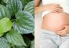 Bà bầu ăn lá lốt được không?