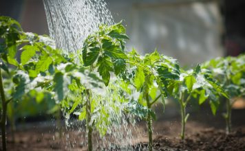 3 sai lầm khi chăm cây mùa mưa nhiều người mắc phải