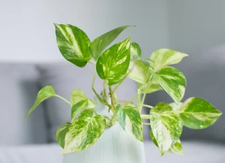 5 loại cây cảnh trong nhà đẹp, ít cần chăm sóc