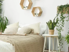 7 loại cây trồng trong phòng ngủ giúp ngủ ngon, lọc khí