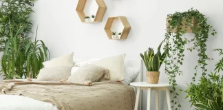 7 loại cây trồng trong phòng ngủ giúp ngủ ngon, lọc khí