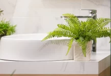 6 loại cây trồng trong phòng tắm giúp hút ẩm, lọc khí
