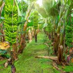 7 loại cây gọi rắn vào nhà