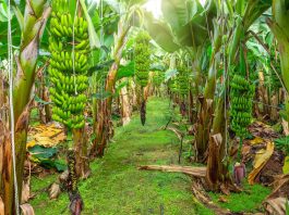 7 loại cây gọi rắn vào nhà