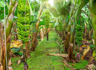 7 loại cây gọi rắn vào nhà