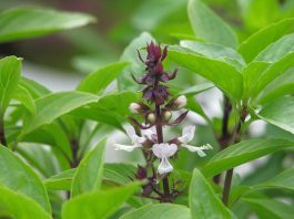 4 lợi ích khi ăn lá húng quế vào mùa lạnh