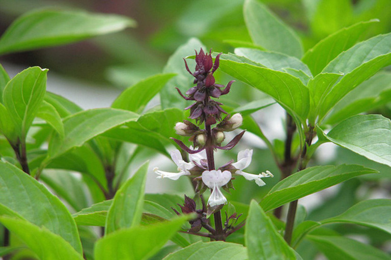 Húng quế chứa vitamin, khoáng chất, chất chống oxy hóa giúp cải thiện sức khỏe khi thời tiết lạnh.