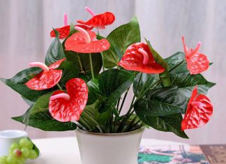 5 cây hoa đỏ dáng nhỏ trang trí nhà dịp Tết đẹp, ý nghĩa