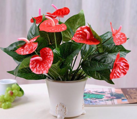 5 cây hoa đỏ dáng nhỏ trang trí nhà dịp Tết đẹp, ý nghĩa