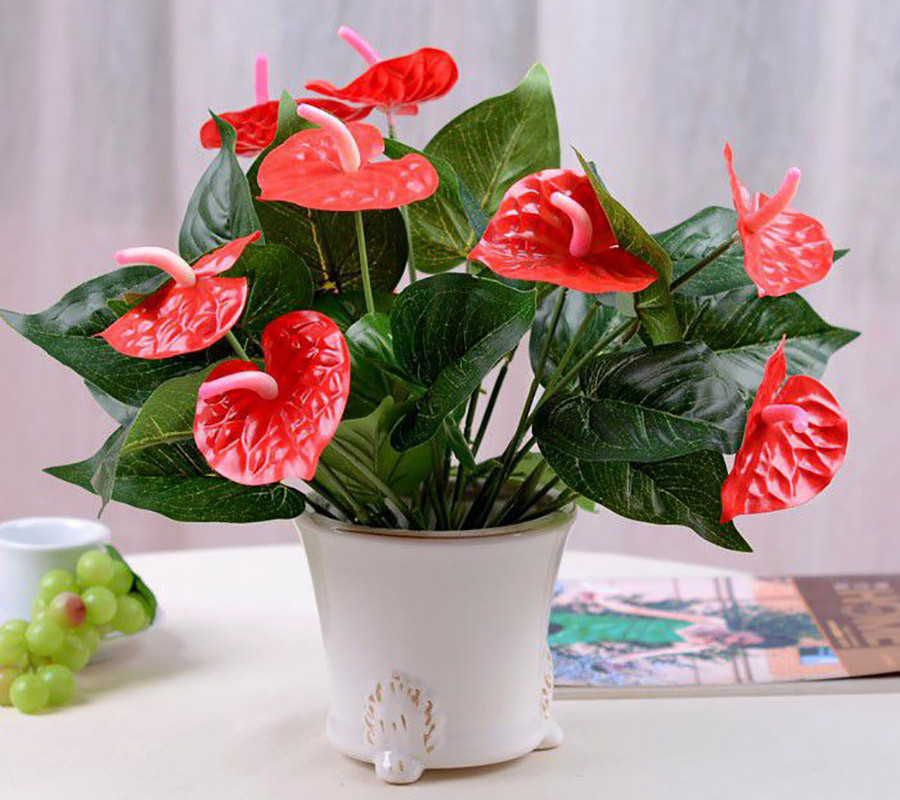 Hồng môn là loại cây hoa đỏ dáng nhỏ trang trí dịp Tết với ý nghĩa may mắn, thuận lợi và gắn kết.