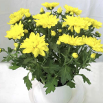 4 loại cây hút tài lộc, tốt cho sức khỏe