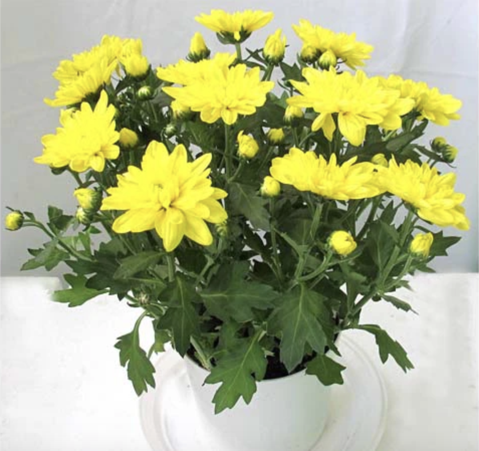 Hoa cúc vàng tượng trưng cho sự thịnh vượng, hạnh phúc và mong sức khỏe dồi dào.