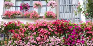 5 loại hoa treo ban công đẹp, dễ chăm